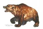 Cave Bear