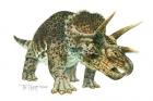 Triceratops