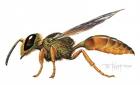 A Wasp