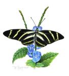 Zebra Butterfly