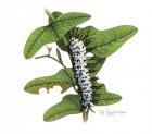 Zebra Caterpillar