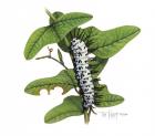 Zebra Caterpillar