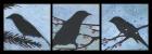 Winter Bird Triptych