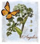 Angelica Herb