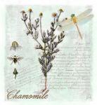 Chamomile Herb