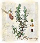 Rosemary Herb