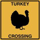 Turkey Crossing