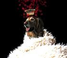 Royal Love Pup - Golden Retriever