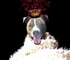 Royal Love Pup - Pit Bull Terrier