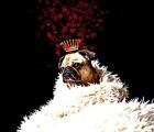 Royal Love Pup - Pug