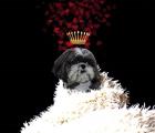 Royal Love Pup - Shi Tzu