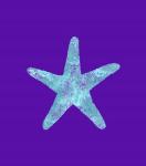 Sponge Sea Star Aqua