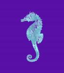 Sponge Seahorse Aqua