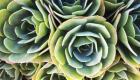 Succulent Rose