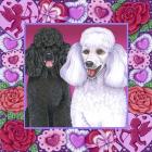 Valentine Poodles