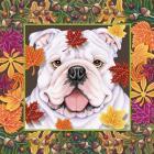 Autumn Bulldog