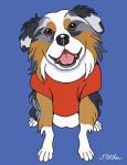 Australian Shepherd