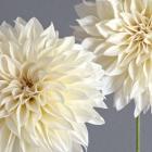 2 Cream Dahlias on Gray