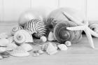 Collection of Shells BW