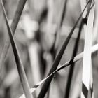 Leaves BW 2