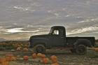 Black Truck In Pumpkin Patch 1