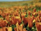 Californian Poppies