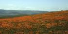 Californian Poppy Field