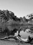 Joshua Tree Lake with Log BW