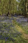 Bluebell Wood Portrait