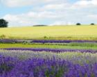 English Lavender Field 2