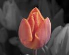 Mono Tulip