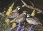 Bobwhite Trio 1