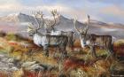 Cold Alaskan Ridge
