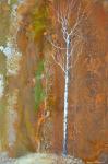 Touch Of Autumn 1