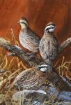 Bobwhite Trio 4