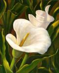 Calla Lily