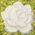 White Peony