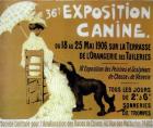 Exposition Canine