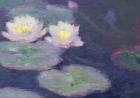 Crop Water Lilies