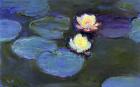 Water Lily detail_blur