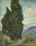 Cypresses