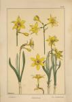 Plate 28 - Jonquil