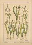 Plate 31 - Snowdrop