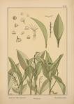 Plate 37 - Lily of the Valley