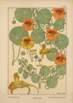 Plate 40 - Nasturtium