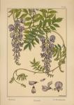 Plate 46 - Glycine