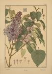 Plate 49 - Lilac