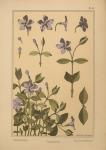 Plate 61 - Periwinkle