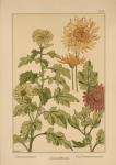 Plate 70 - Chrysanthemum