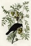 American Crow